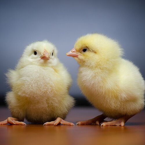 chicks.0.0.0