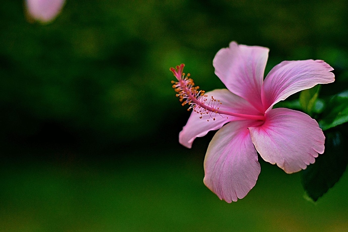 hibiscus-1520217326