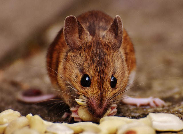 mouse